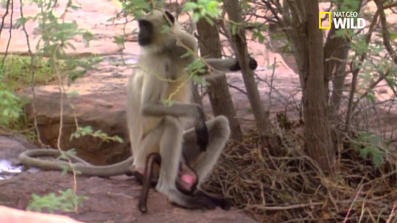 Garderie brutale pour ce bébé singe