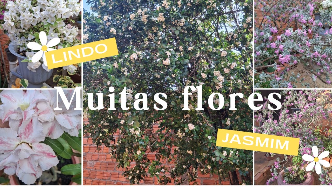 Nunca vi o quintal da mãe tão florido assim!👀❣️