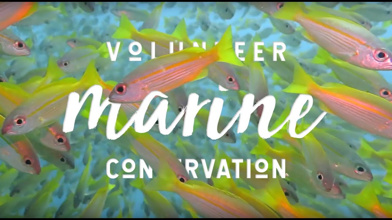 Volunteer Marine Conversation in Madagascar with MRCI