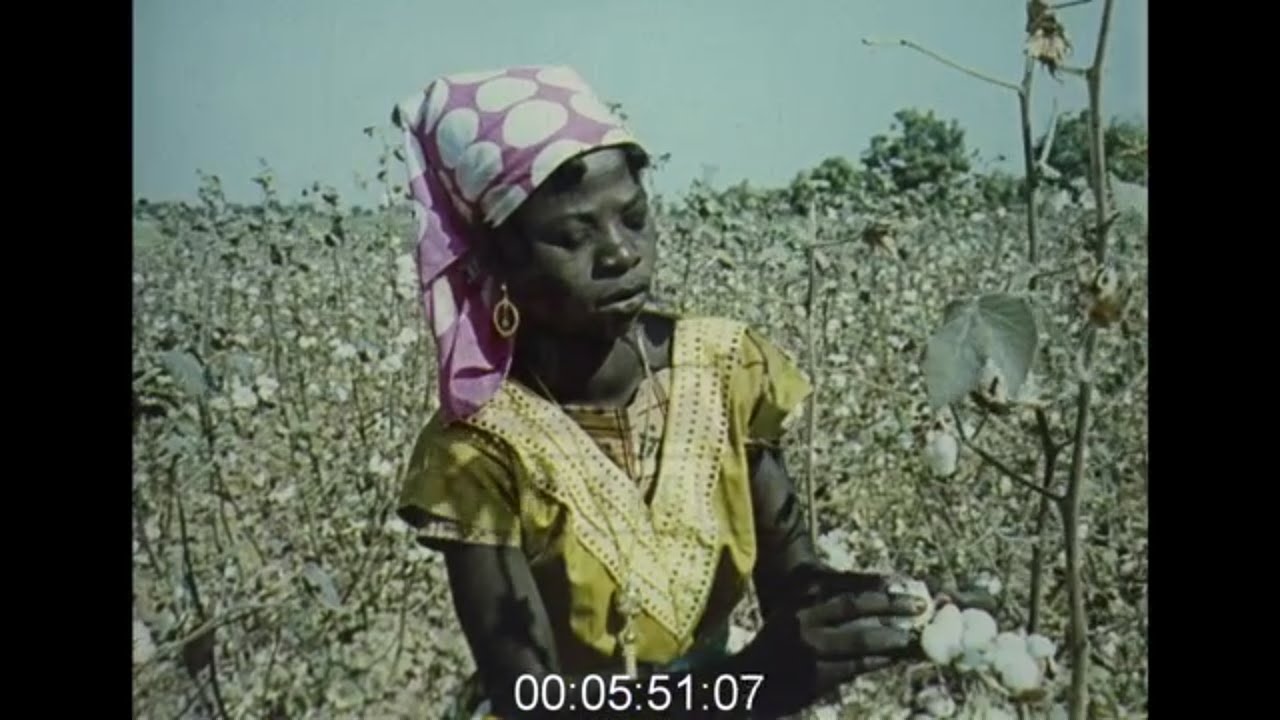 Cotton Farming in Nigeria, 1960s - Film 1016866