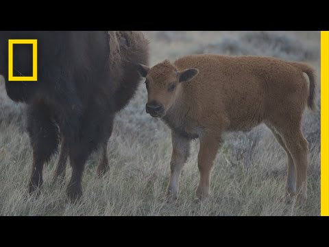 Эти молодые бизоны могут спасти американские прерии | National Geographic