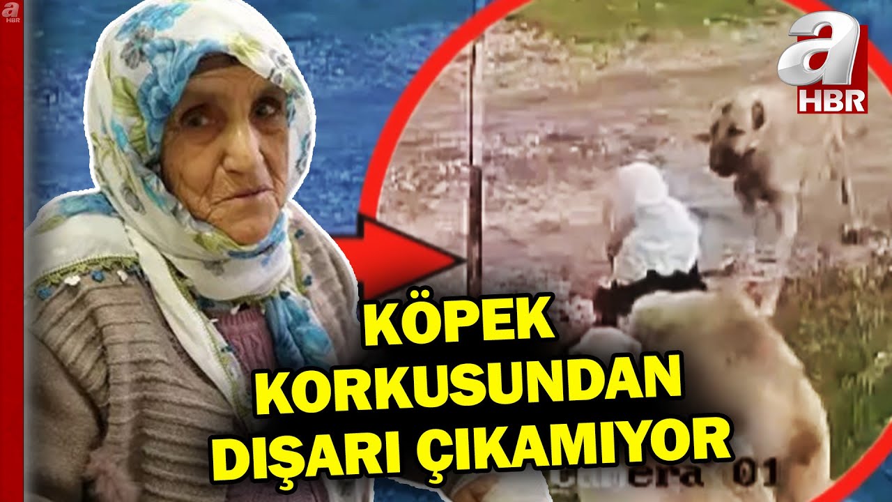 Görüntüler çok konuşulmuştu! Köpeklerin saldırdığı 80 yaşındaki kadın korkudan evden çıkamıyor