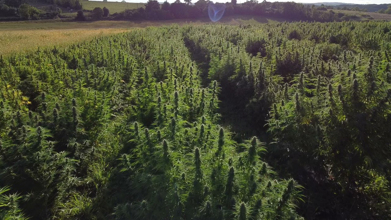 Rue de la Boulette - Producteurs Fran&ccedil;ais de produits CBD et CBG