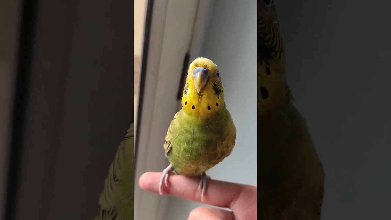 budgie chirping sound 🥰 #shorts