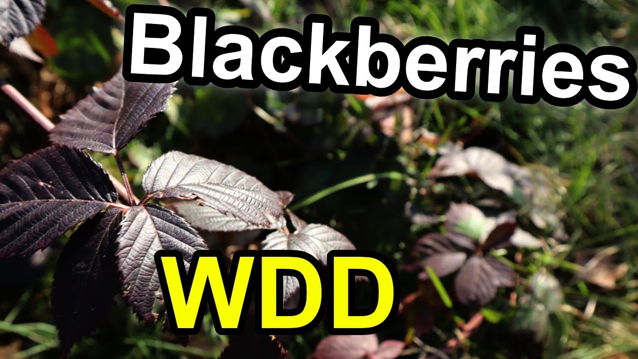 Why Do My Blackberries Have White Spots on Them? White Drupelet Disorder!! WDD