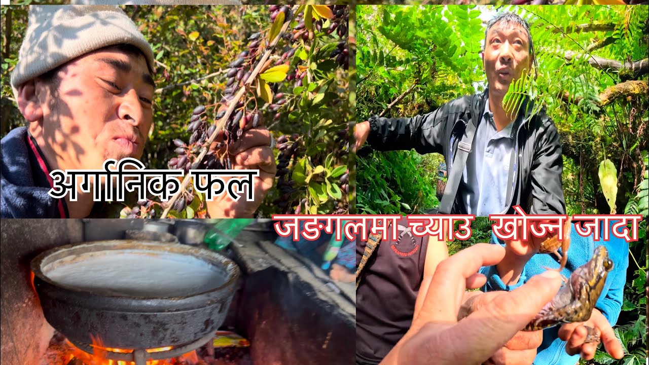 village life जङ्गल तिर च्याउ खोज्न जादा को पल natrau view   जङ्गल तिरको घुमघाम रमाइलो