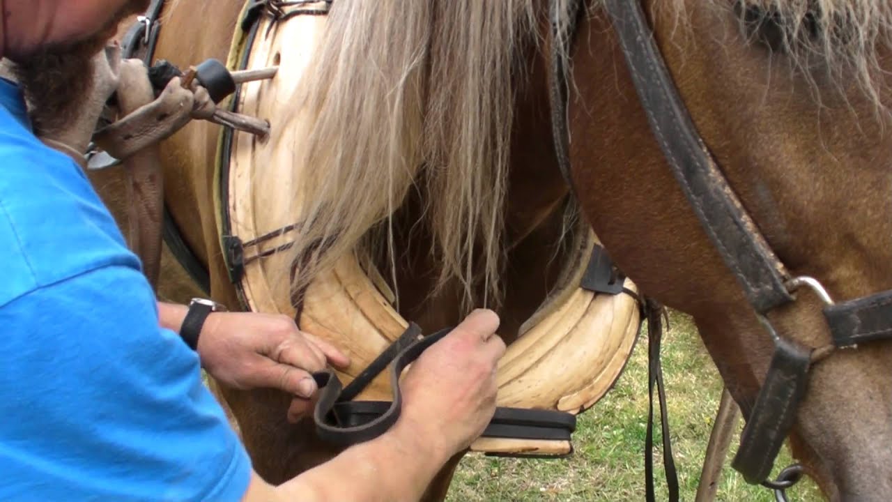 Jalo-Jussi  - A Horse with Noble Name!  Part 1 Valjastaminen Harnessing