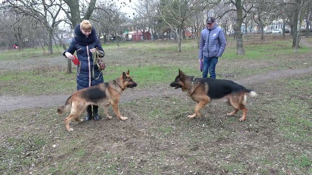 Amazingly beautiful German shepherds Nicole and Rex. Their first date is in the park.