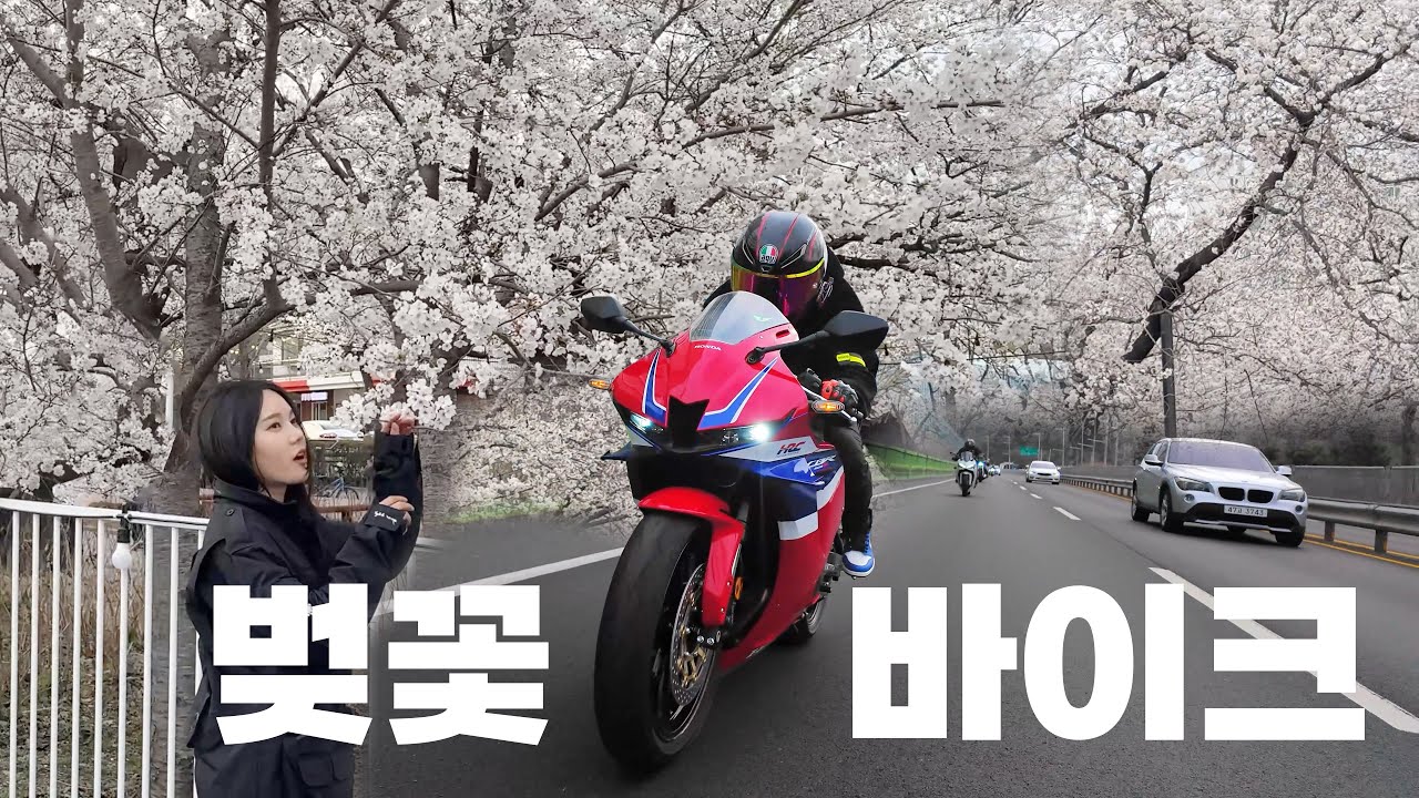 내가 친오빠랑 벚꽃을 보러가게 될 줄은 몰랐지... (오빠의 신형 CBR600RR)
