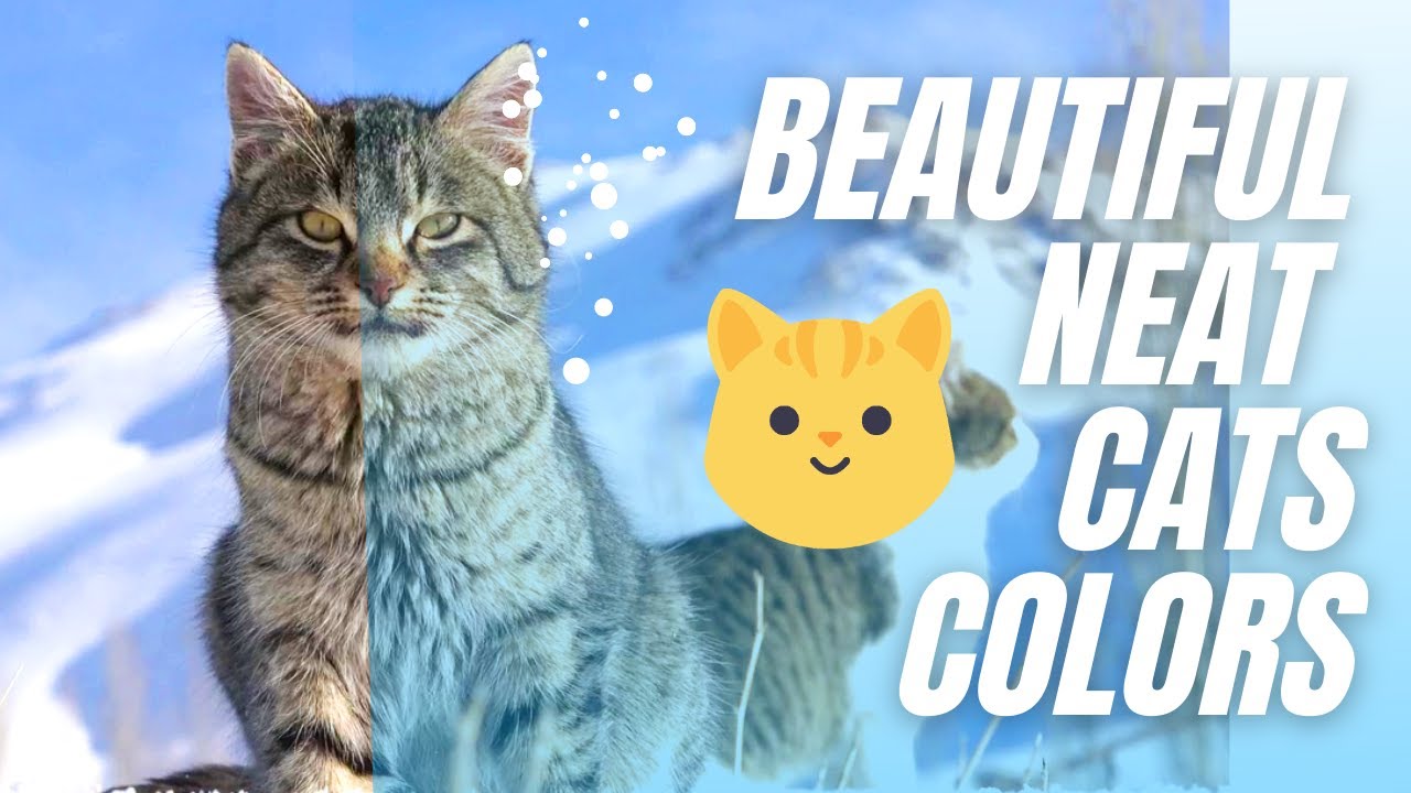 BEAUTIFUL Neat Cat Colors Collection | 100 Beautiful Cats