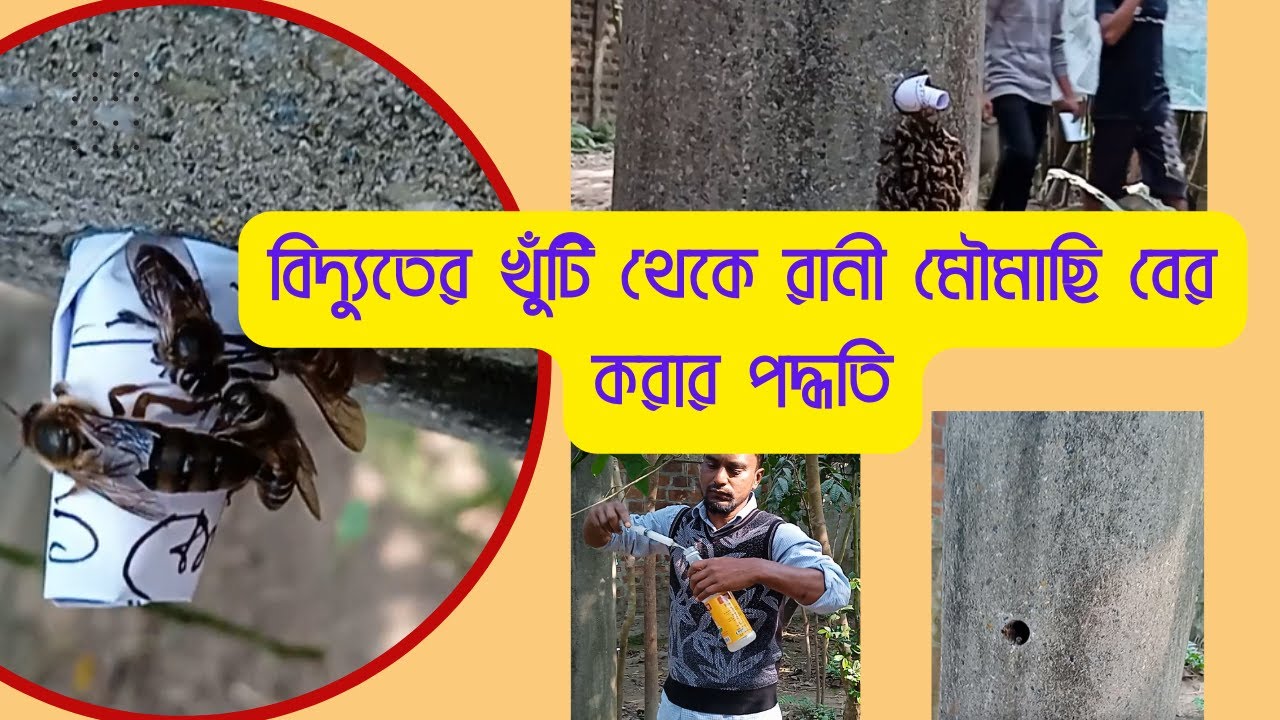 বিদ্যুতের খুঁটি থেকে মৌমাছি বের করার পদ্ধতি । Apis Cerena Honey Bee Capture