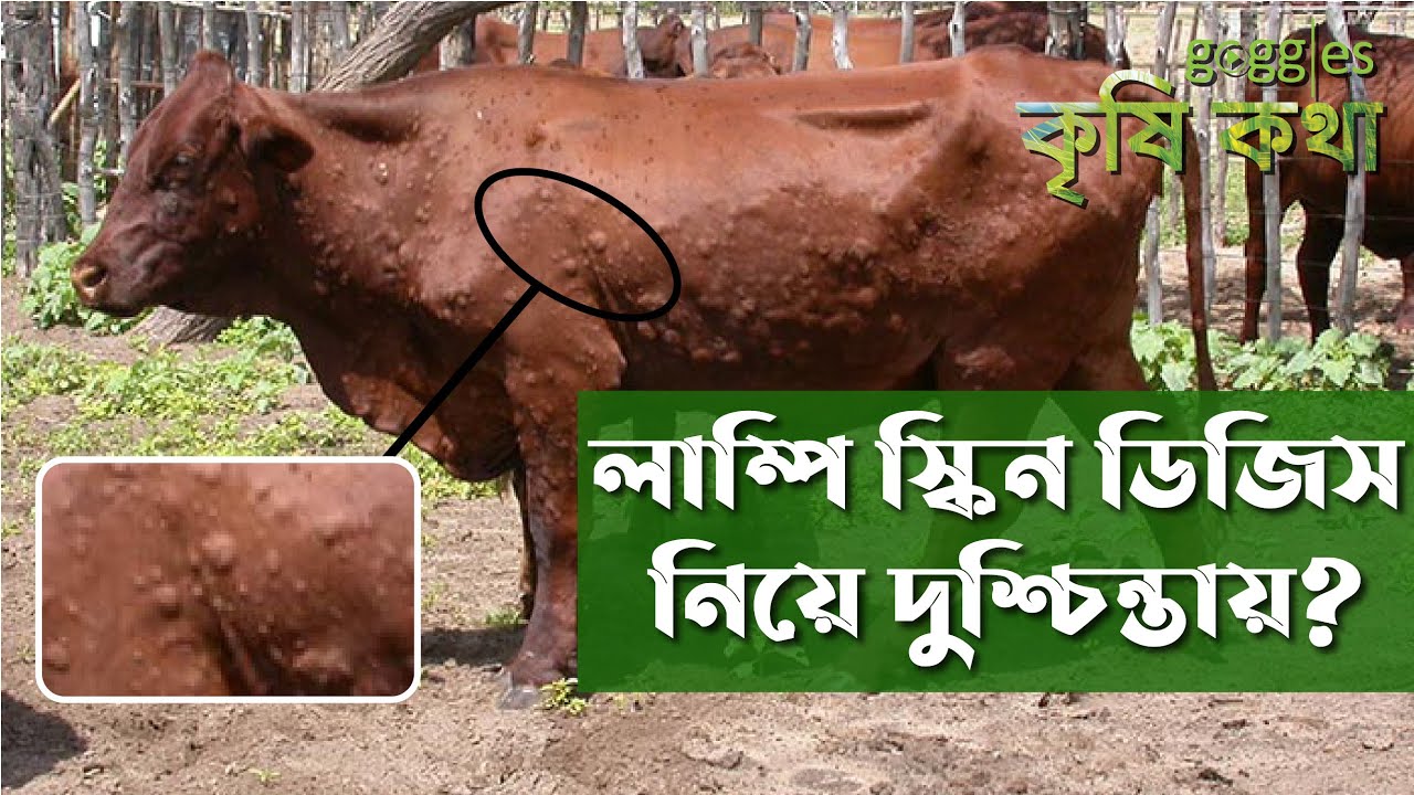 লাম্পি স্কিন ডিজিস নিয়ে দুশ্চিন্তায়? | ওলান ফোলার চিকিৎসা | গরু পালন | Lumpy Skin Disease | কৃষিকথা