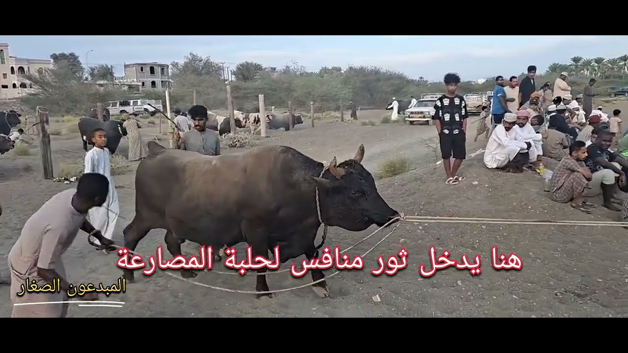 مصارعة الثيران في عُمان ( مدينة صحار العريقة )