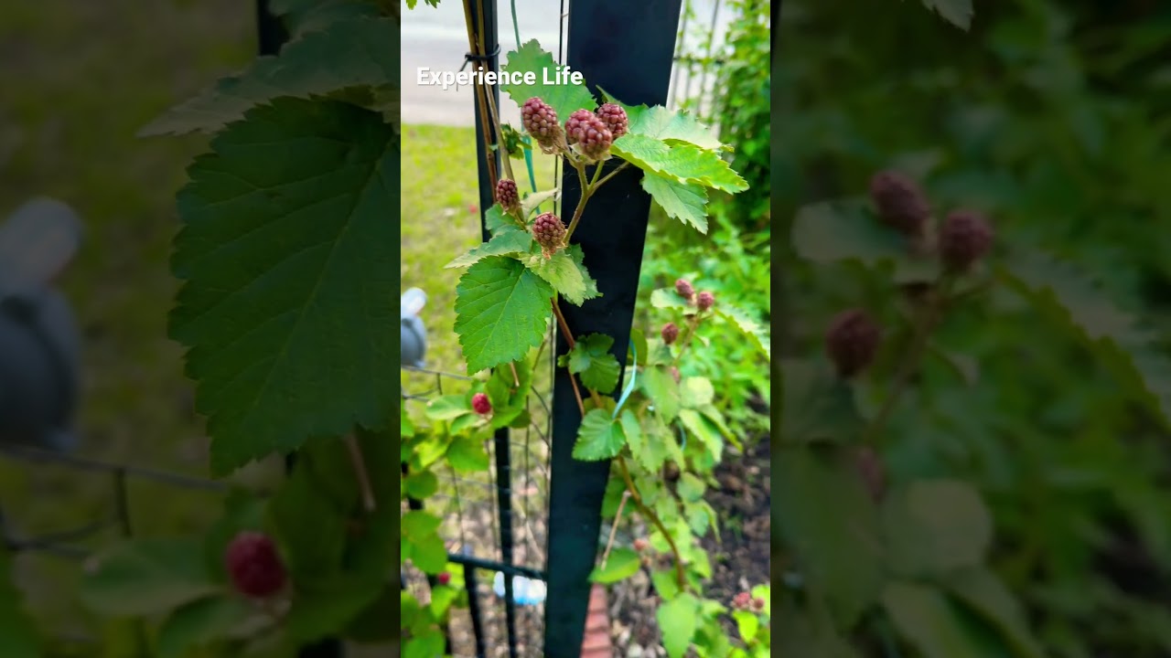 Harvesting Organic Black Berries from our Backyard Garden | A Taste of Nature's Sweetness