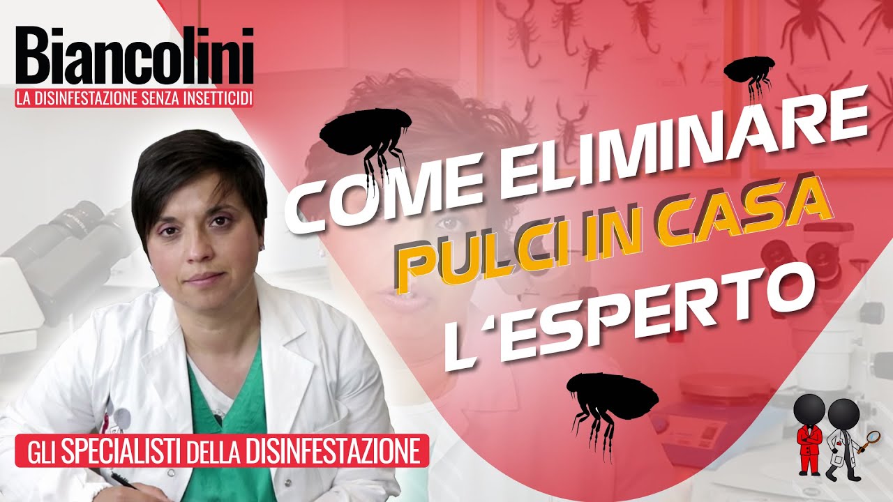 ⚠️​😢​ Pulci in casa: ecco come difenderti 😢​⚠️​