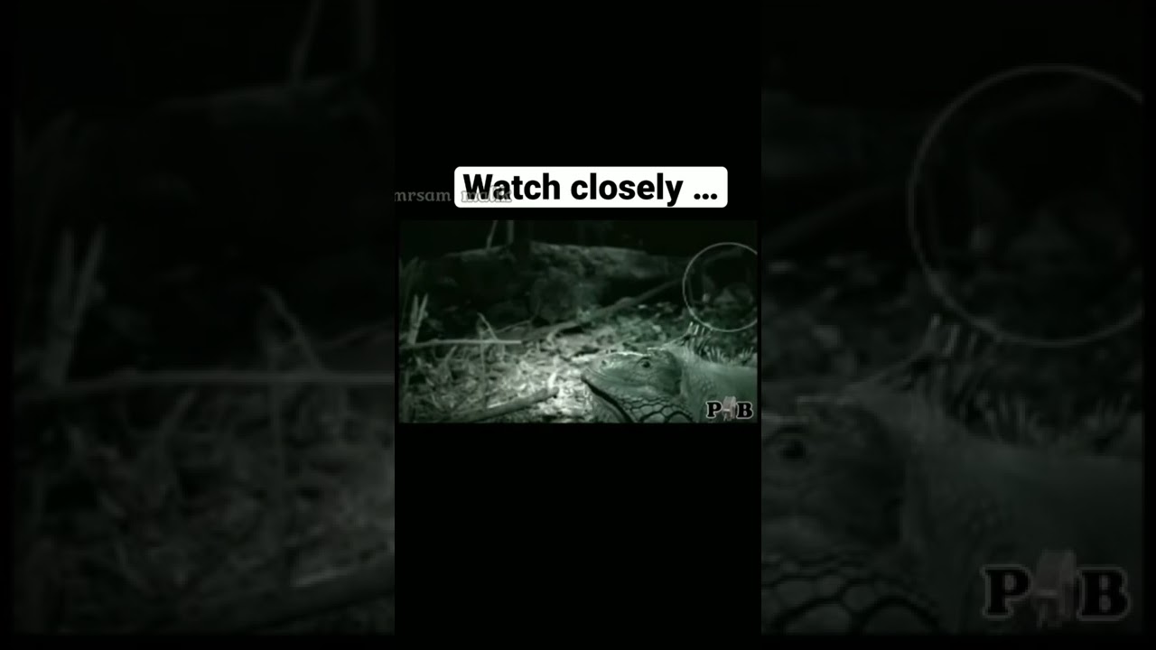 titanoboa caught on camera 😱😱
