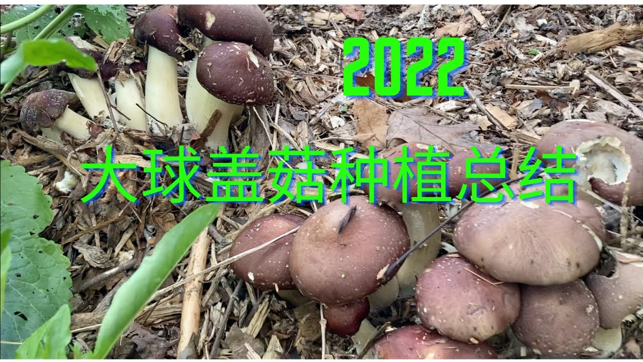 大球盖菇的种植总结2022