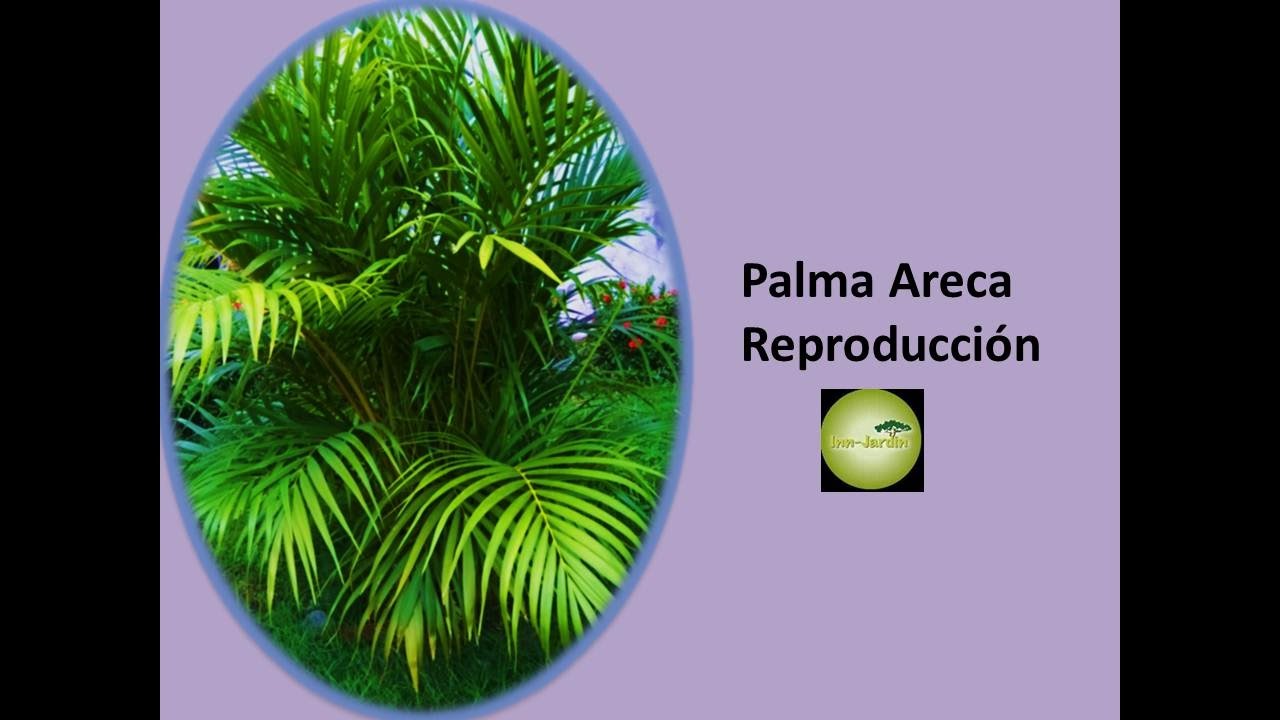 Como reproducir palma Areca Cuidados de Palma Areca Cuidados y reproducción Palma Areca