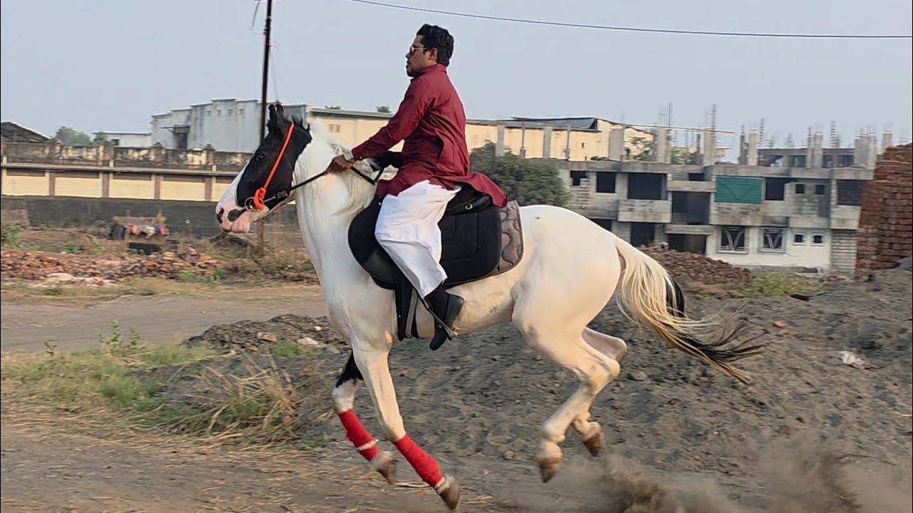 D Faisal Emirates | Full Tour Of AM Horse & Goat Farm Mahpoli Bhiwandi. 