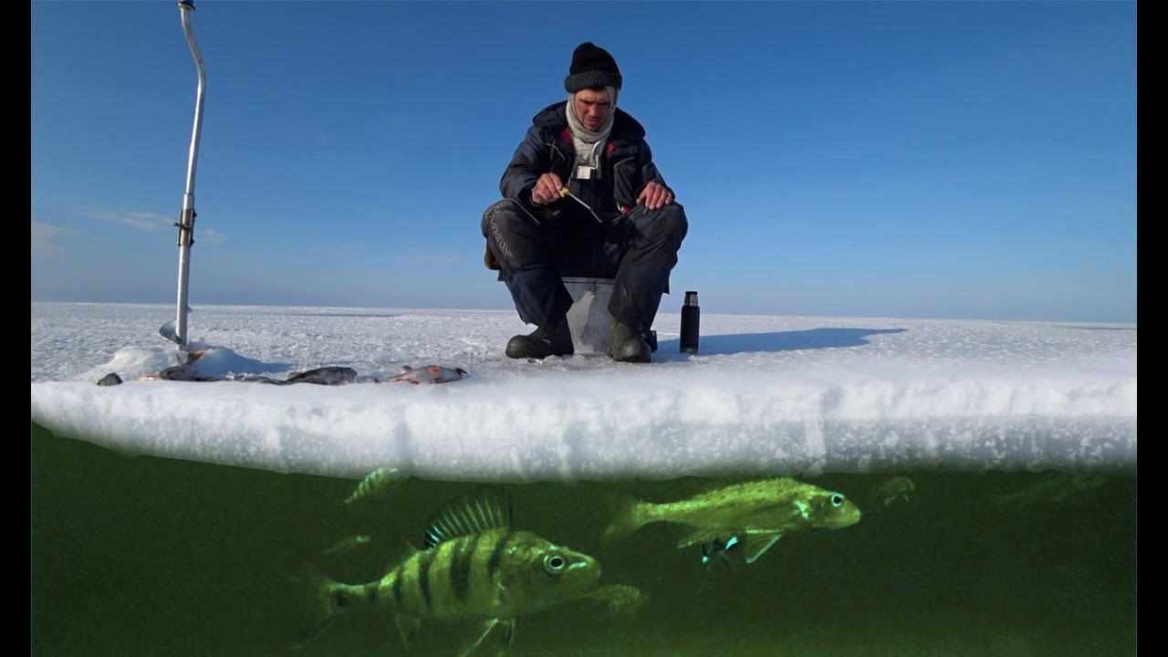 ПОЛНЫЕ ЯЩИКИ ОКУНЯ / РЫБАЛКА  НА ЧУДСКОМ ЧАСТЬ 1/  FULL BOX OF PERCH / ICE FISHING CHUDSKOE  PART 1