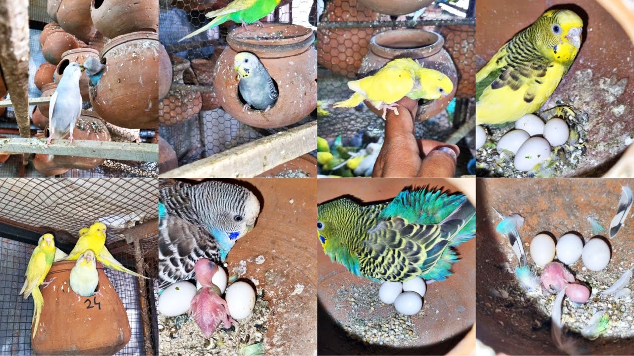 60 pair Budgies Parrots Colony Breeding Progres Sj Budgies Farm in Lahore