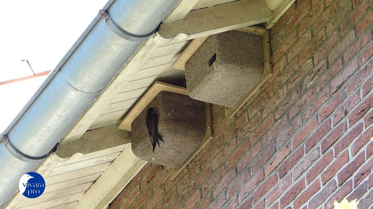 NK GZ 05 Nestkast Gierzwaluw