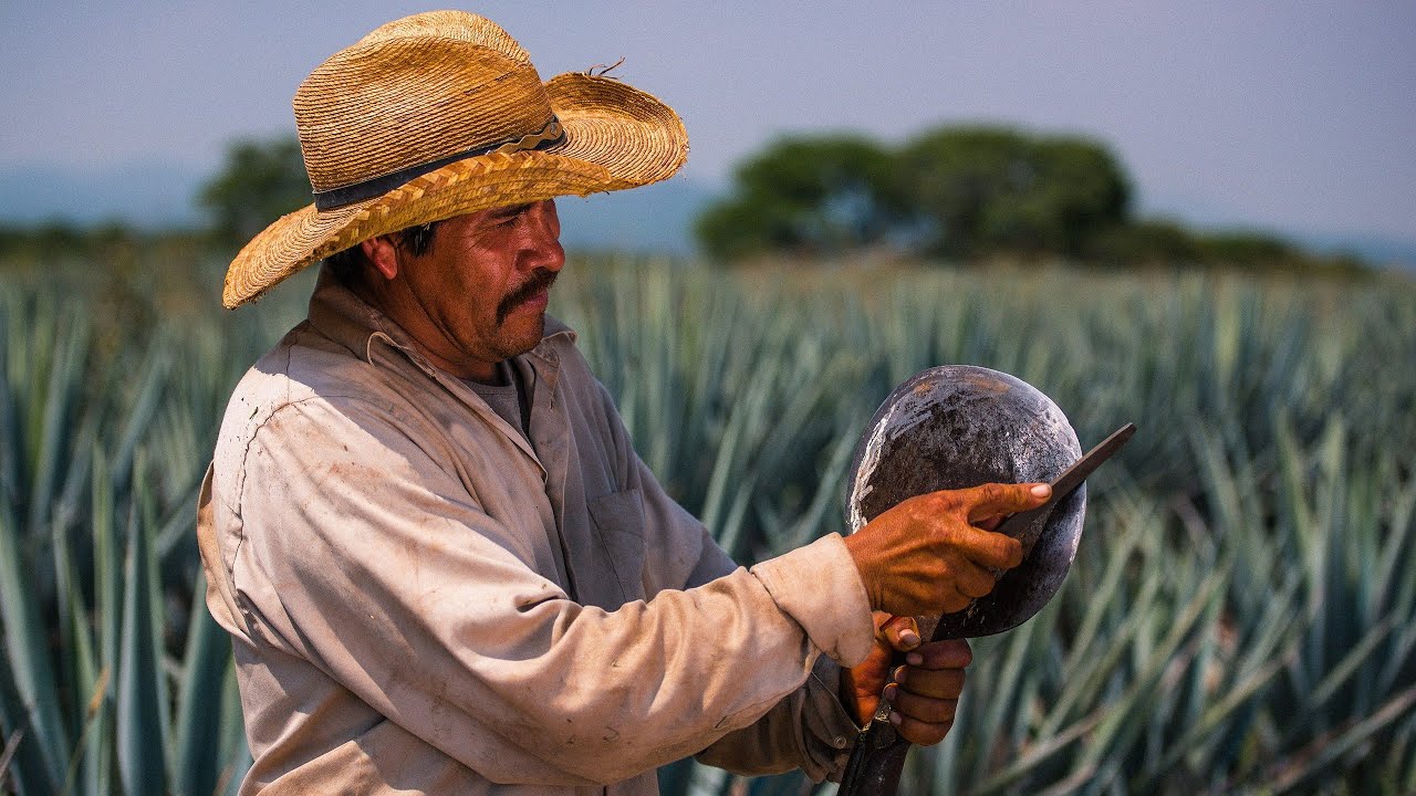 Making tequila. Jimador Harvesting a blue agave plant in mexico with some narration. agave harvest