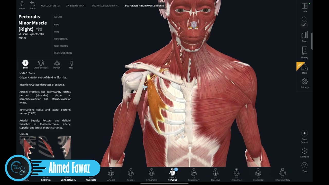 عضلات الناحية الصدرية | muscles of Thorax region