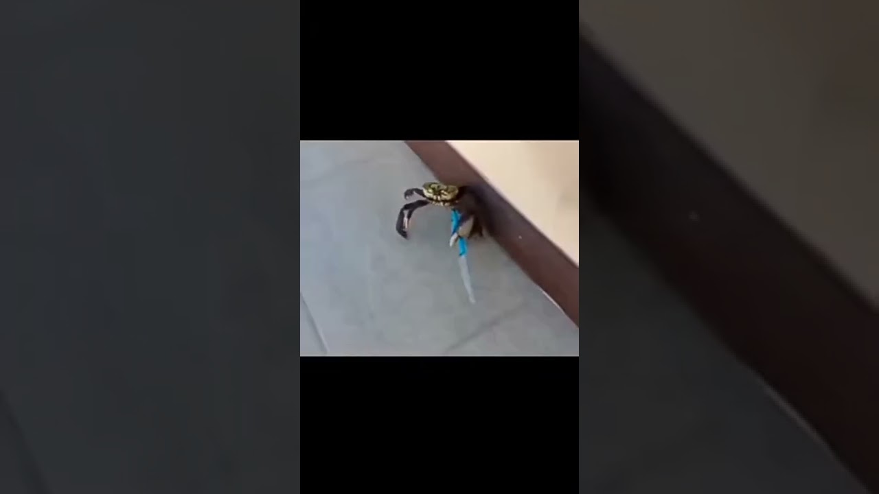 мем #shorts #viral #мемы #свинкапеппа #dance #live #gaming #xbox #pubgmobile #а4 #youtube