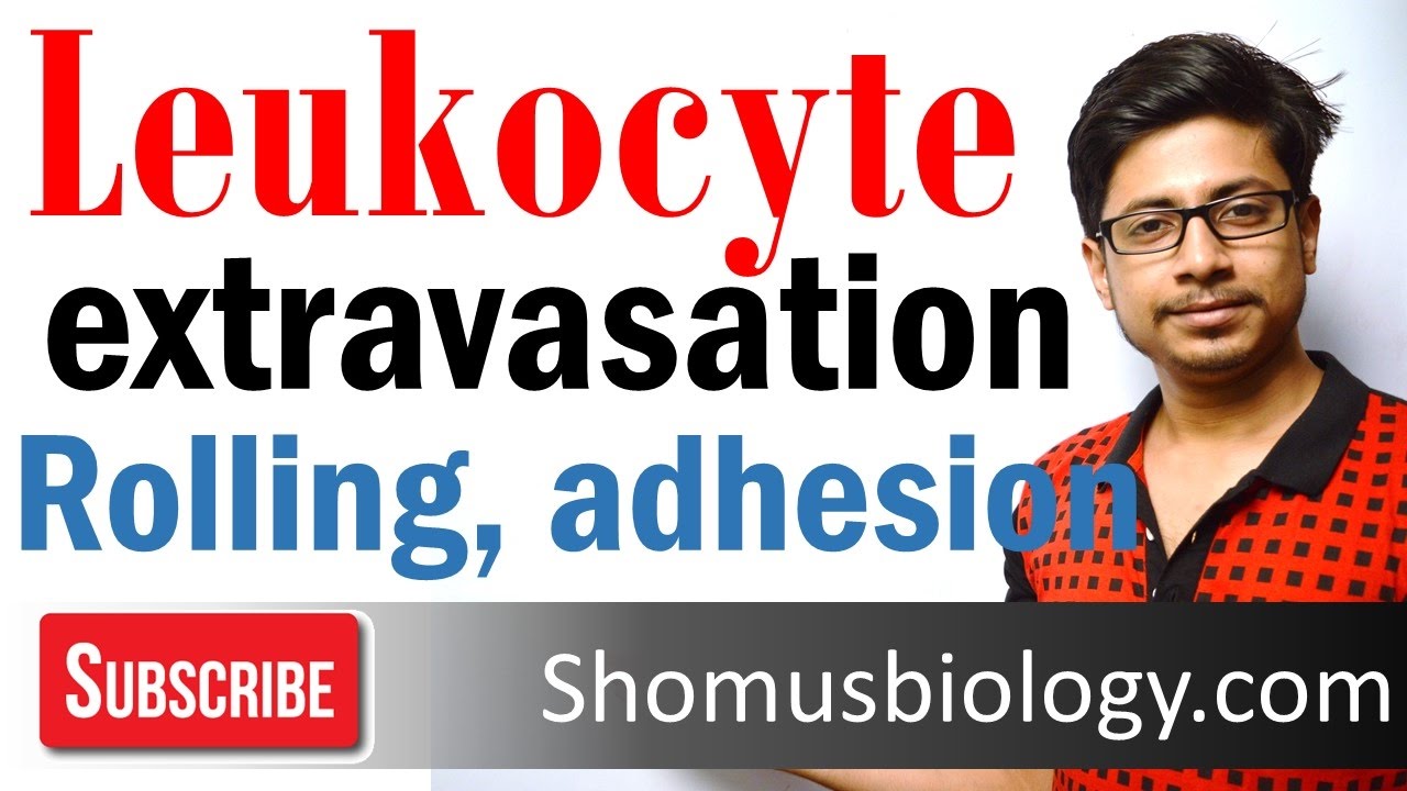 Leukocyte extravasation | leukocyte adhesion and rolling