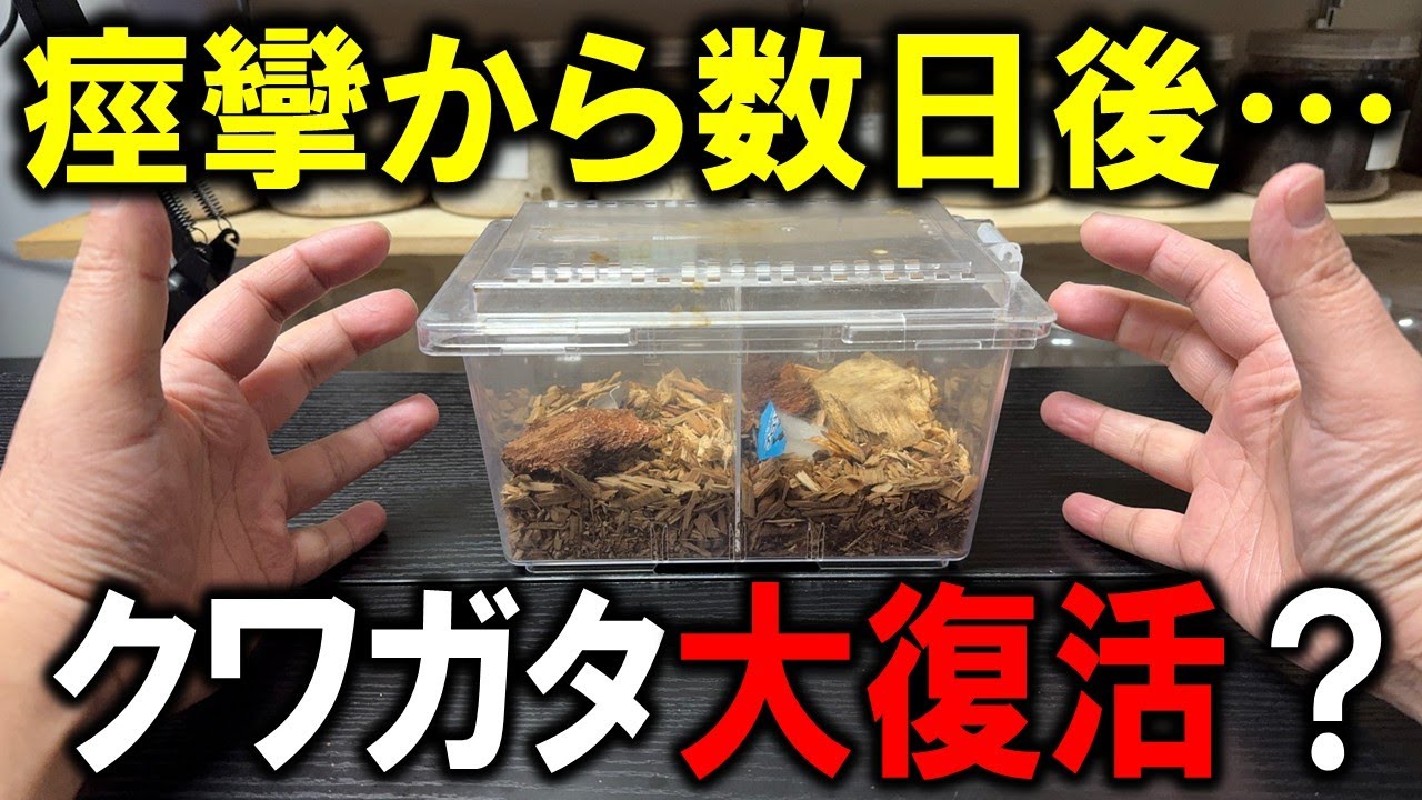 死にそうだったクワガタが奇跡の大復活？