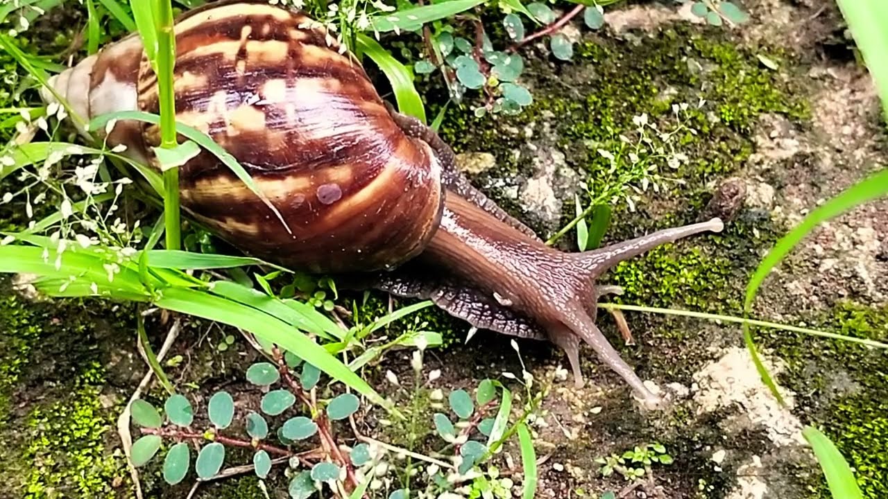 “Happy Snail Adventures #14 Fun Learning for Kids”