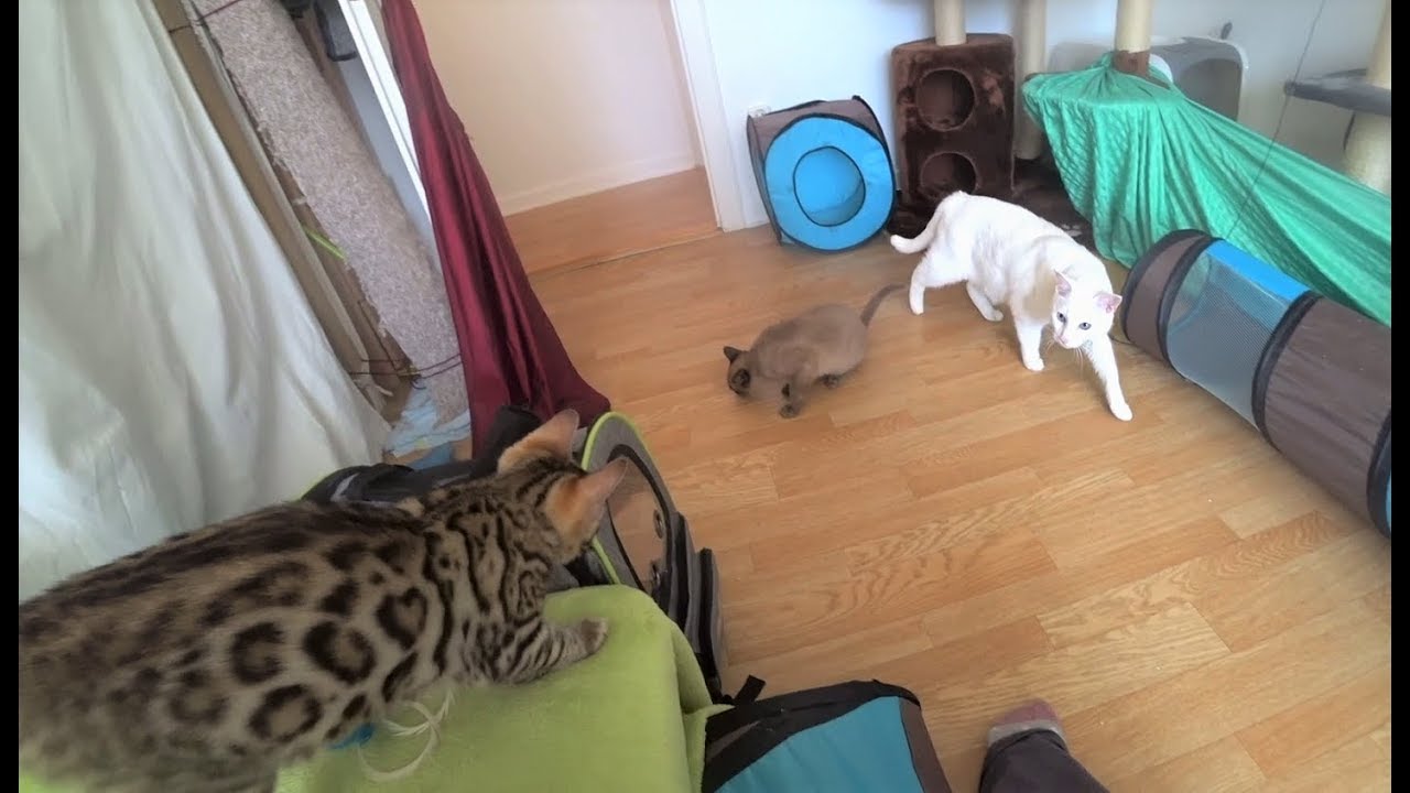 Bengal Kitten meets Cat & Kitten (First Time) || Bengal Kätzchen trifft Katze & Kätzchen (Erste Mal)