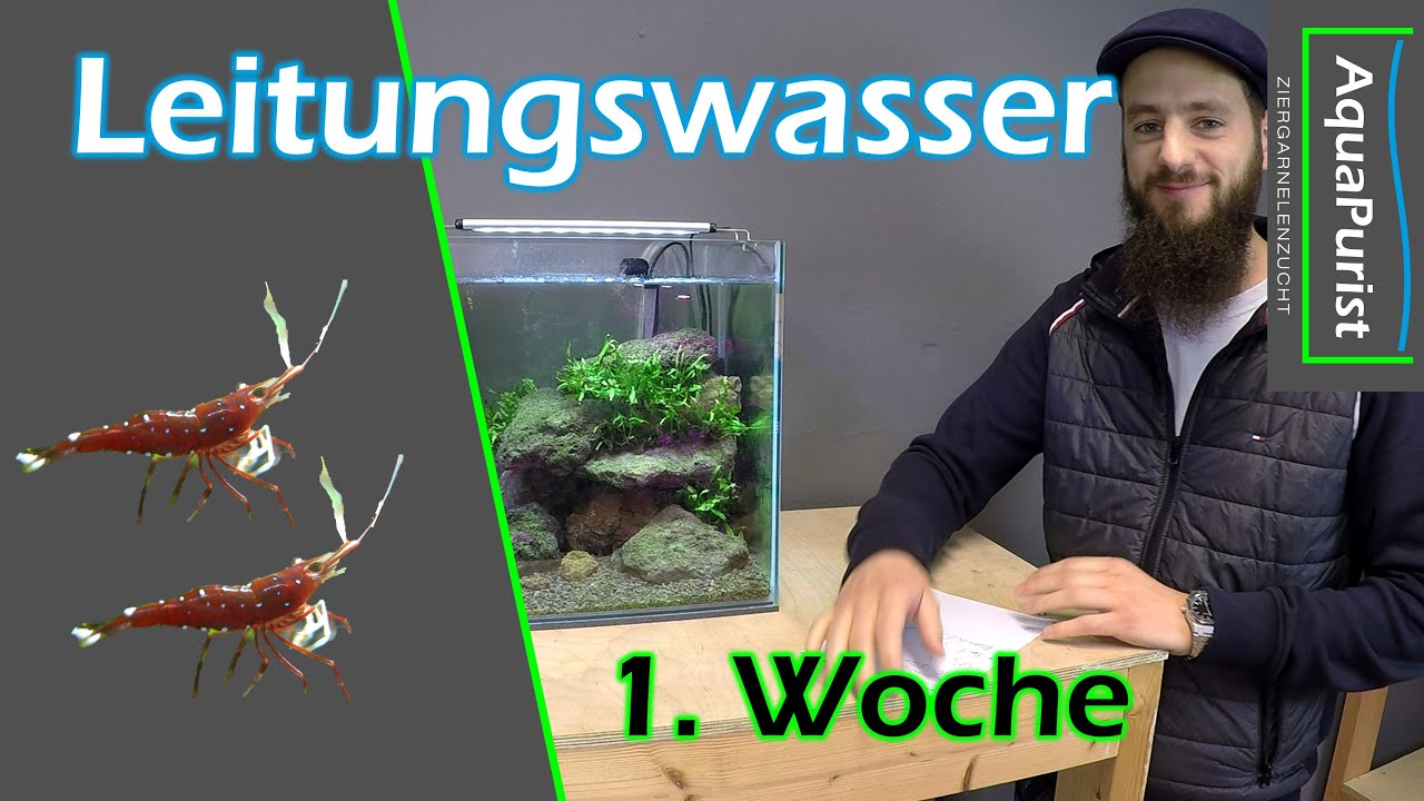 Kardinalsgarnelen in Leitungswasser - Update und Zuschauerfragen nach einer Woche