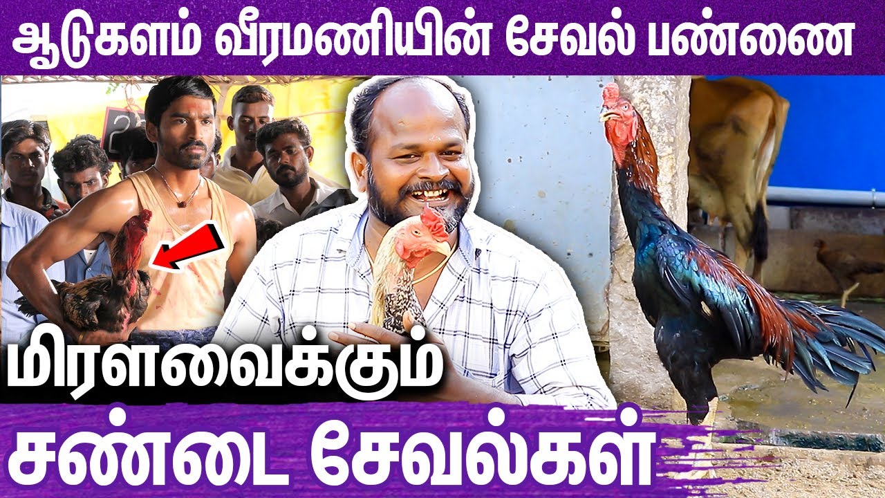 வெற்றிமாறன் 1வருஷம் இங்க இருந்தாரு :  Aadukalam Veeramani Interview About Rooster | Vettrimaran