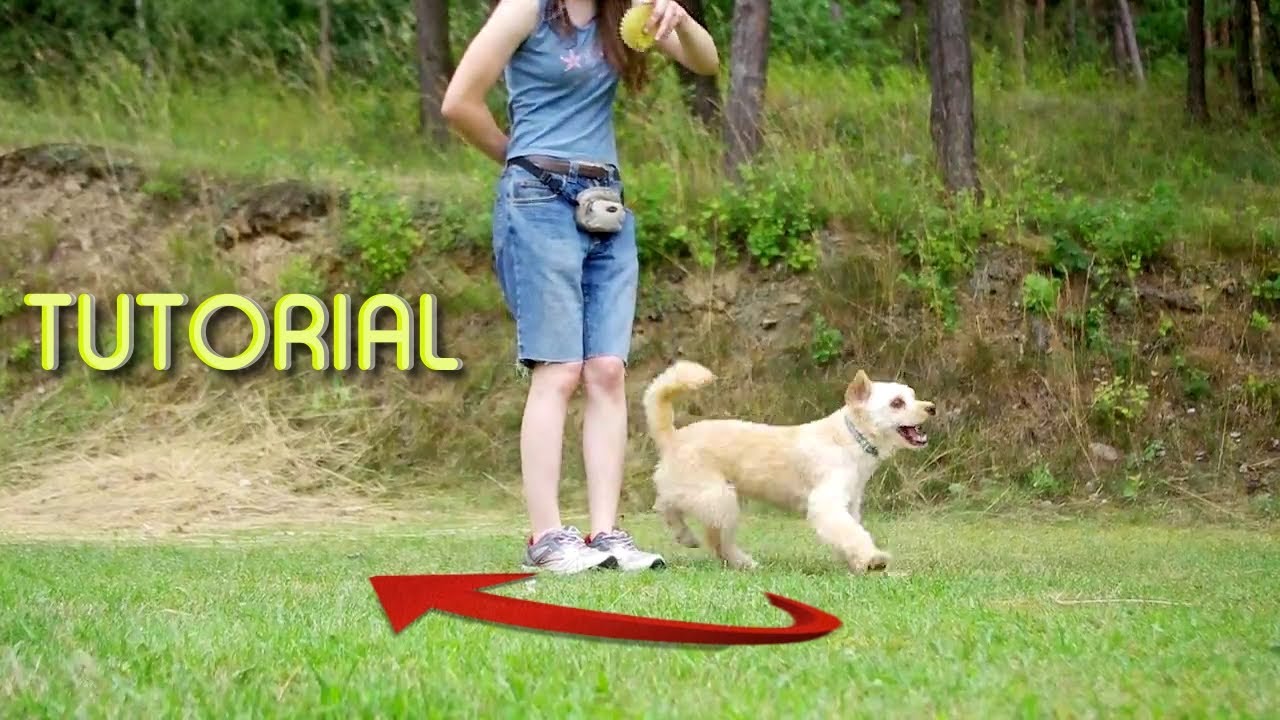 TUTORIÁL: Jak naučit psa SATURN :: návod na psí trik ::