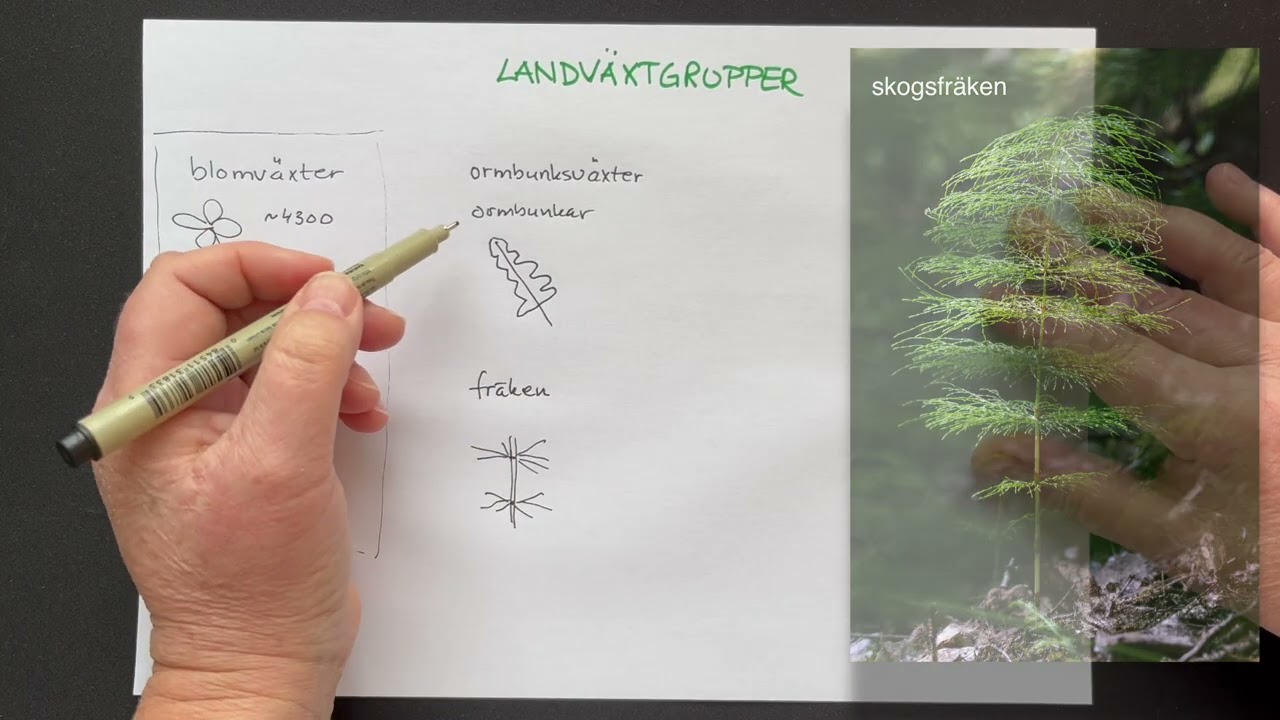 Översikt över landväxternas olika grupper