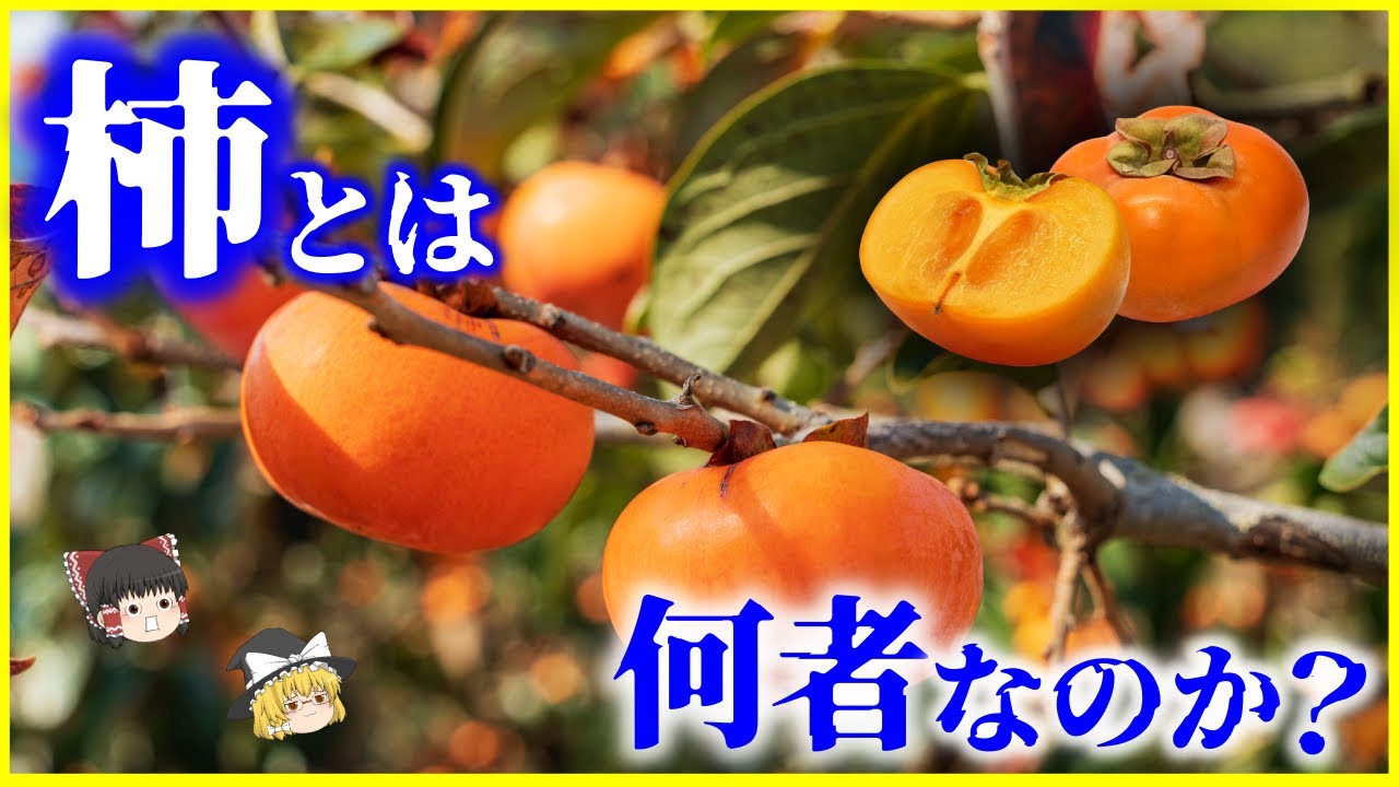 【ゆっくり解説】甘柿と渋柿の違いとは？「柿」とは何者なのか？を解説/干し柿が甘くなる理由とは