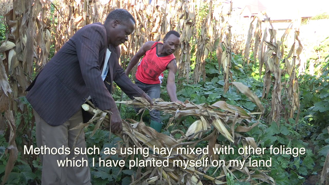 Raising dairy productivity in Tanzania through better husbandry and feed