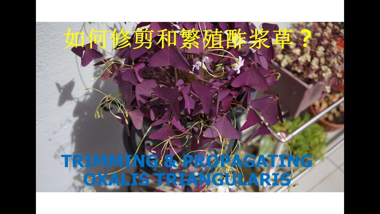 如何修剪和繁殖酢浆草 | Trimming and propagating Oxalis Triangularis