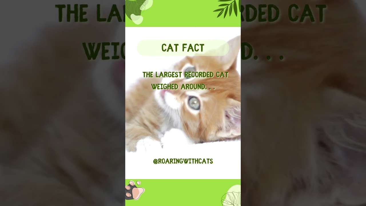 Catzilla: Purr-fectly Huge and Meow-nster! 😺🌟 