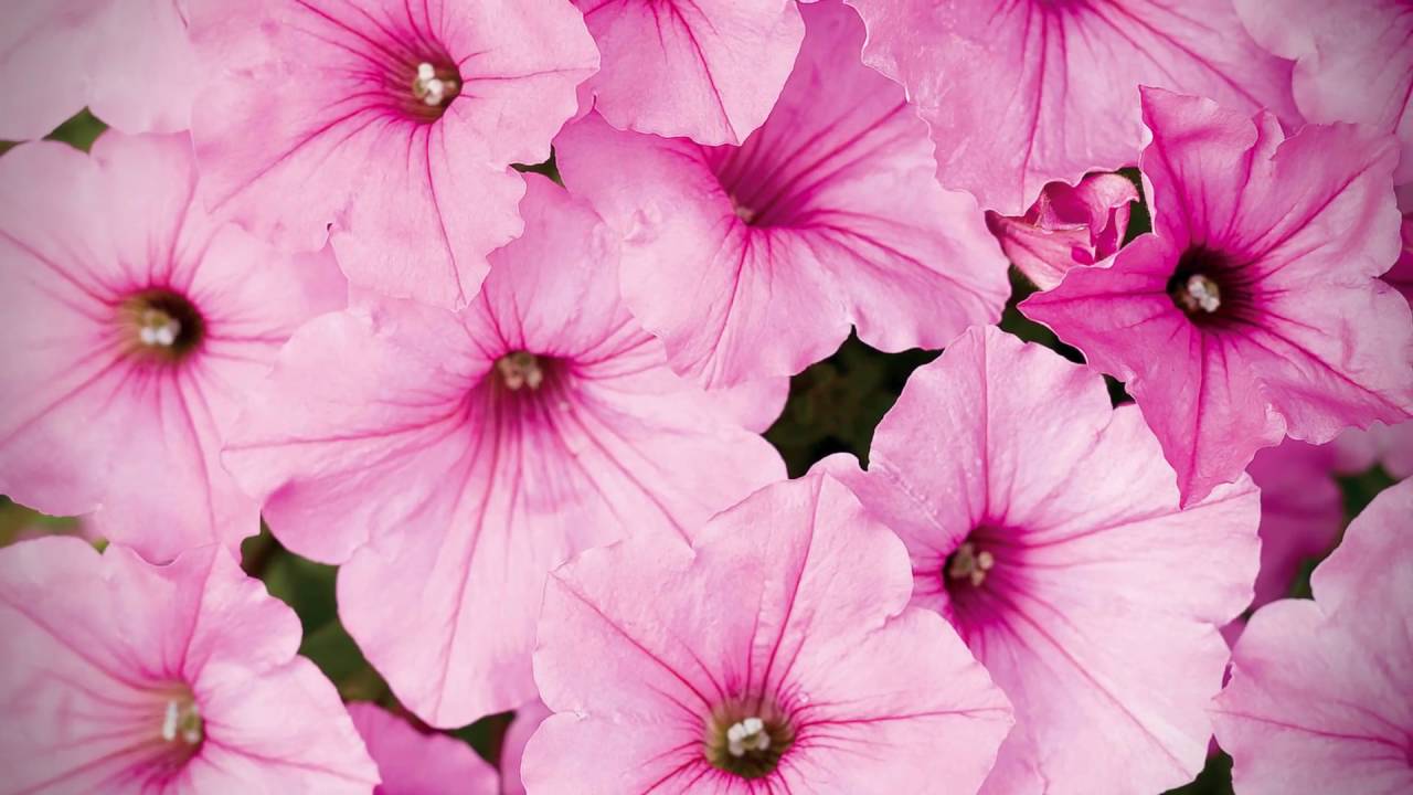 Supertunia Vista Bubblegum--our National Plant of the Year