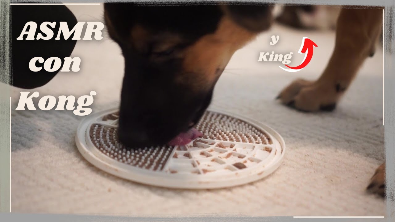 Asmr perro (Kong) comiendo ft. King