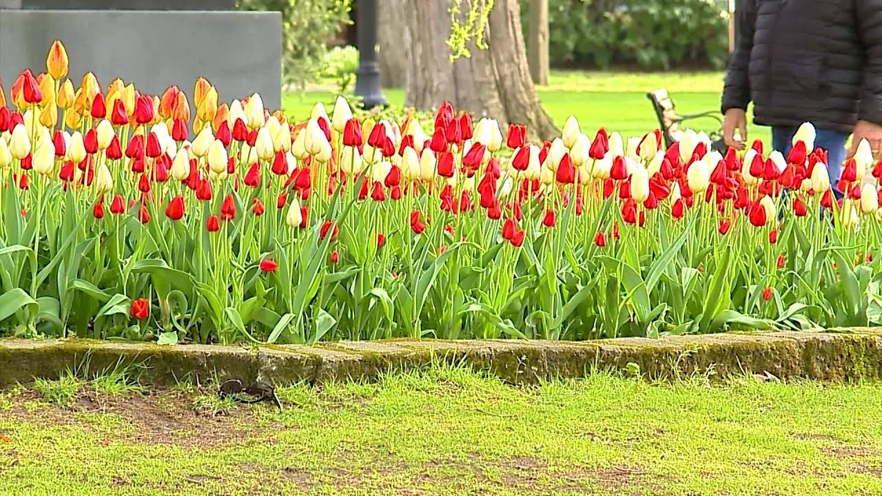 Tulip Time kicks off, offering ‘something for everybody’