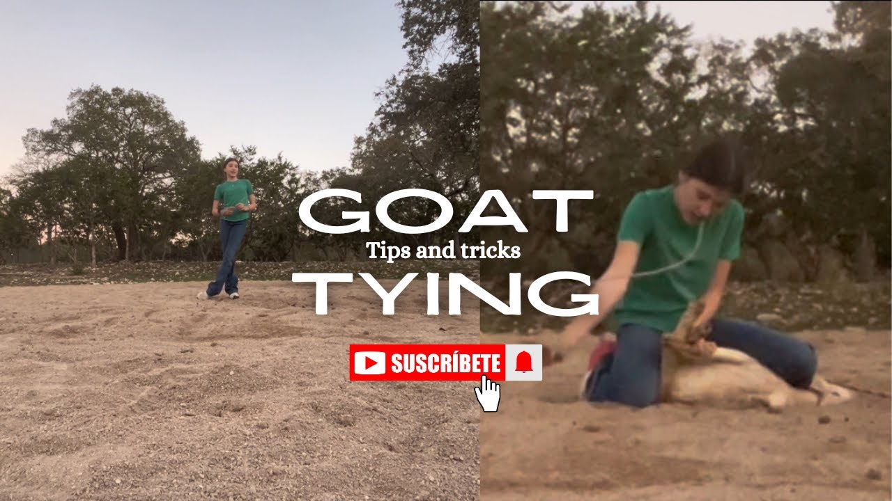 Tips and tricks about goat tying w/ Londyn 🔥#goattying #hacks #rodeo