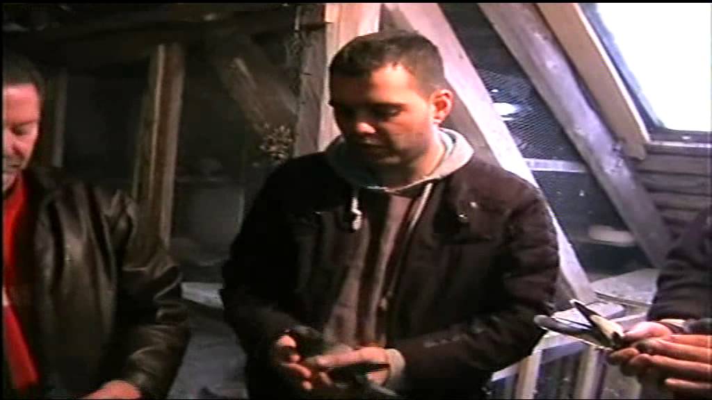Zlatko i Darko Jovanov Carska ptica drugi deo