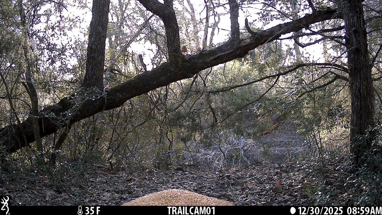 Wildlife Found the Corn Pile | Life in the Woods