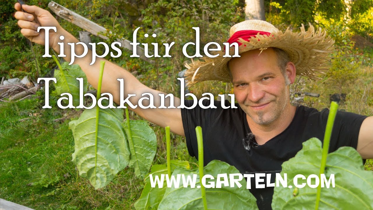 Tabak selbst anbauen, mit Tipps für die  Fermentierung und Verarbeitung