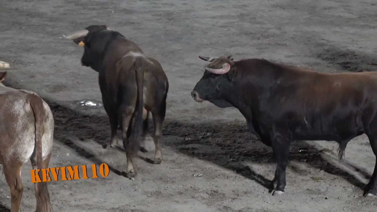 Tudela de  Duero 2022  Desenjaule de los Toros  para las fiestas