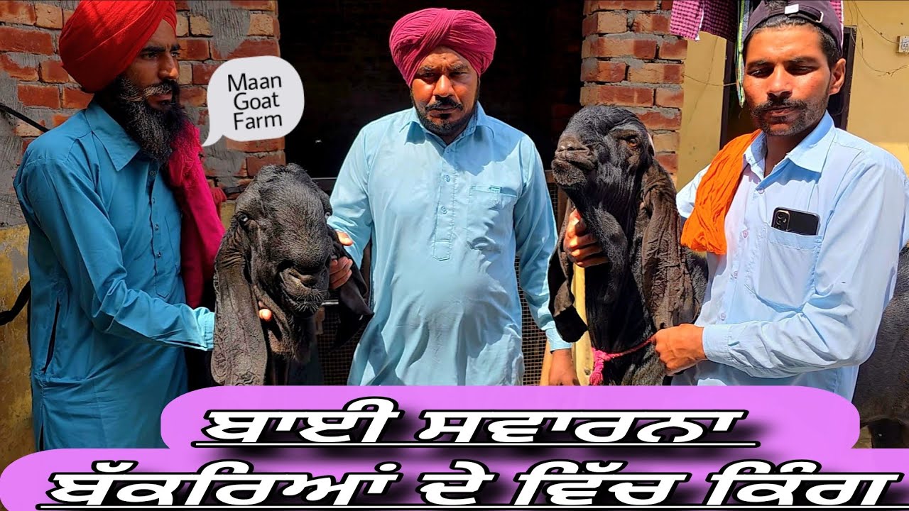 ਬਾਈ ਸਵਾਰ ਨੇ ਲਵੇ ਪੁਰਾਣੀ ਨਸਲ ਦੇ ਬੱਕਰੇ ਬਰੀਡ ਵਾਲੇਪੁਰਾਣੀਆਂ ਬਲੱਡ ਲਾਈਨਾਂ 100 ਸਾਲ ਪੁਰਾਣੀਆਂ🇮🇳🌾🩷🐐